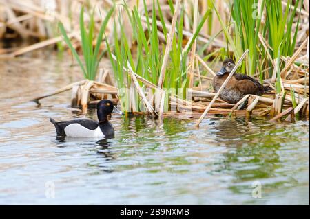 Anello maschio colli anatra (Aythya collaris) nuoto, Francese Bacino Trail, Annapolis Royal Nova Scotia, Canada, Foto Stock