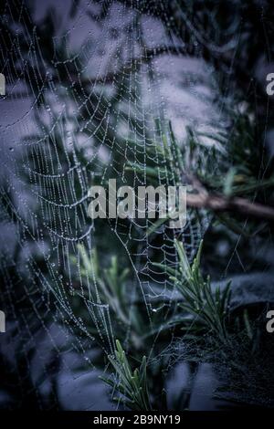 Le reti di Spider sui cespugli di rosmarino nella luce del mattino presto con gocce di rugiada frizzante al sole Foto Stock