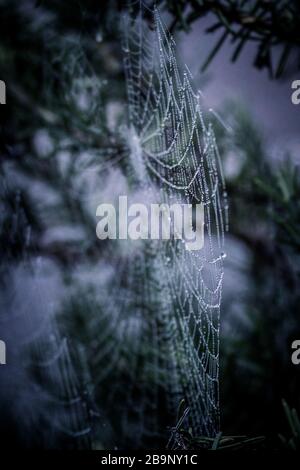 Le reti di Spider sui cespugli di rosmarino nella luce del mattino presto con gocce di rugiada frizzante al sole Foto Stock