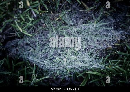 Le reti di Spider sui cespugli di rosmarino nella luce del mattino presto con gocce di rugiada frizzante al sole Foto Stock