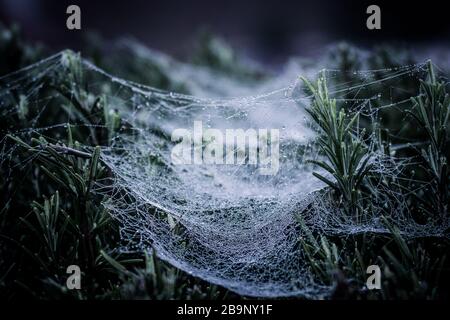 Le reti di Spider sui cespugli di rosmarino nella luce del mattino presto con gocce di rugiada frizzante al sole Foto Stock