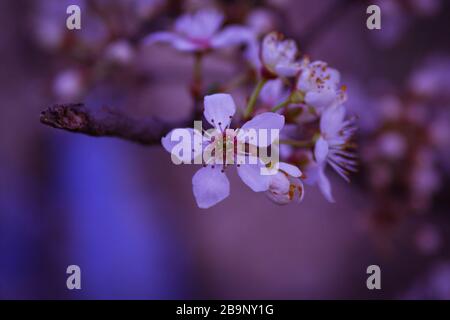 Fiore di susina in primavera all'albero con bella morbida backgroud Foto Stock