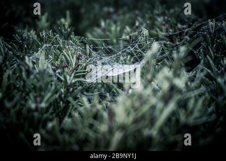 Le reti di Spider sui cespugli di rosmarino nella luce del mattino presto con gocce di rugiada frizzante al sole Foto Stock