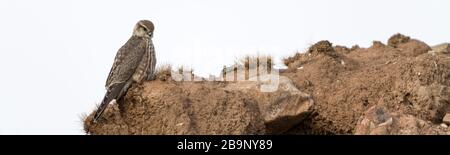 Il merlin (Falco colombarius) è una piccola specie di falco dell'emisfero settentrionale, con numerose sottospecie Foto Stock