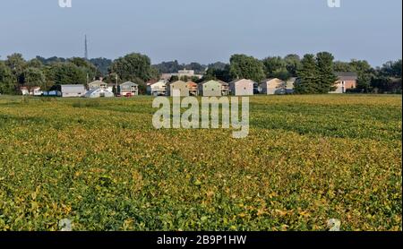 Stagionatura campo di soia 'Glycine max', case di caccia, pm luce, confine Ohio River, Belpre, Ohio, Washington County, Stati Uniti. Foto Stock