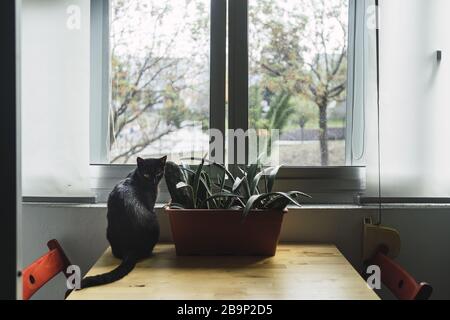 Gatto nero seduto accanto ad una pianta di casa dal finestra durante il giorno Foto Stock