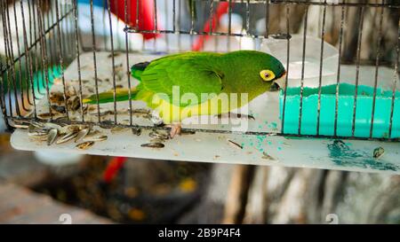 Singolo primo piano di un luminoso Parakeets verde e giallo in Street Market in Messico Foto Stock