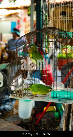 Due Parakeets Bright Green e Yellow in Street Market in Messico Foto Stock