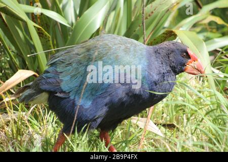 Uccello Pukeko con un becco rosso in Nuova Zelanda Foto Stock