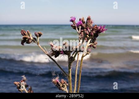 I thistles si sviluppano vicino al bordo del lago Michigan sull'isola di Washington, Wisconsin. Foto Stock