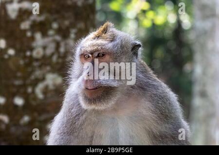 Scimmia balinese a coda lunga (Macada fascicularis), leggermente a lato. Alberi, foresta verde nel backgound. Ubud, Bali, Indonesia. Foto Stock