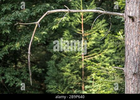 Primo piano di un ramo di albero circondato da sempreverdi in un foresta sotto la luce del sole di giorno Foto Stock