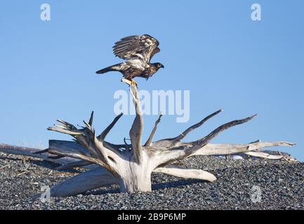 Bald Eagle Juvenile arroccato su Beached Driftwood Foto Stock