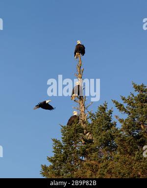 Tre aquile di mare adulte arroccate nell'albero morto Foto Stock