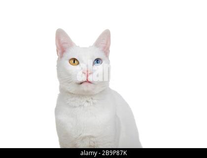 Primo piano ritratto di un gatto bianco con eterocromatia, occhi strani, guardando verso gli spettatori a destra con espressione curiosa, punta della lingua che sporge. Isolato Foto Stock