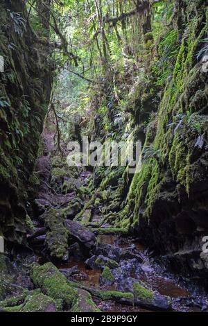 Il canyon slot Lost World lungo il fiume Franklin Foto Stock