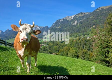 Mucca Simmental nella valle Simmental Foto Stock