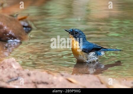 Hill Blue Flycatcher balneazione in acqua guardando in una distanza Foto Stock