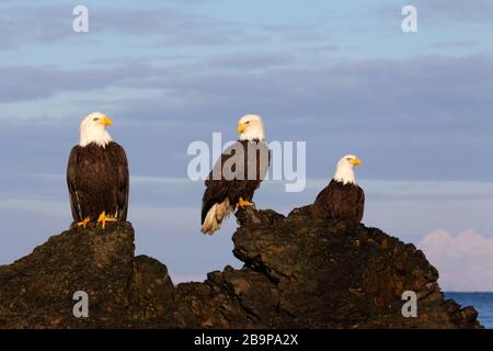 Tre aquile adulate arroccate sulle rocce Foto Stock