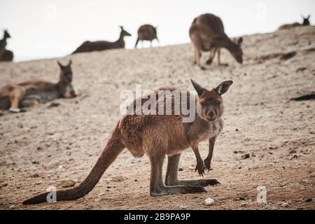 Una folla di canguri sopravvissuti ai 2020 incendi boschivi di Kangaroo Island, Australia meridionale. Foto Stock