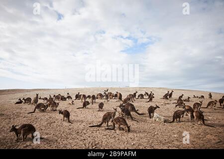 Una folla di canguri sopravvissuti ai 2020 incendi boschivi di Kangaroo Island, Australia meridionale. Foto Stock