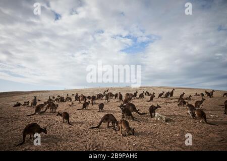 Una folla di canguri sopravvissuti ai 2020 incendi boschivi di Kangaroo Island, Australia meridionale. Foto Stock