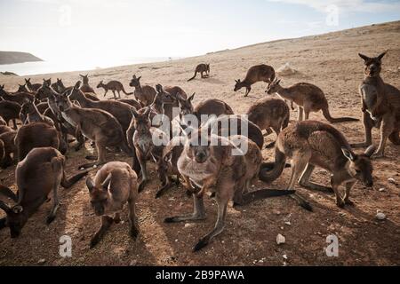 Una folla di canguri sopravvissuti ai 2020 incendi boschivi di Kangaroo Island, Australia meridionale. Foto Stock