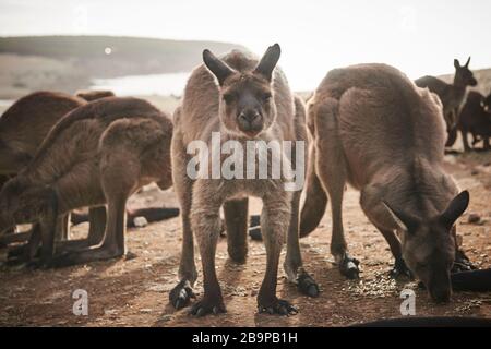 Una folla di canguri sopravvissuti ai 2020 incendi boschivi di Kangaroo Island, Australia meridionale. Foto Stock