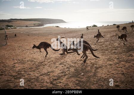 Una folla di canguri che salpano sopravvissuti ai 2020 fuochi d'arresto in Stokes Bay, sull'isola di Kangaroo, Australia del Sud. Foto Stock
