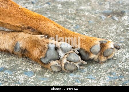 Primo piano delle zampe anteriori di un cane Foto Stock