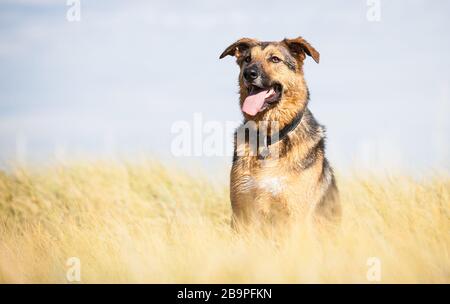 Un simpatico cane tedesco Shepherd X Blue Heeler, Australia Foto Stock