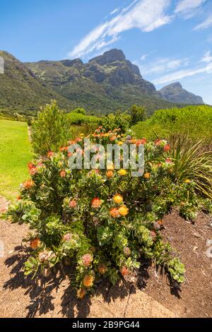 Kirstenbosch National Botanical Garden Capo Occidentale Sud Africa Foto Stock