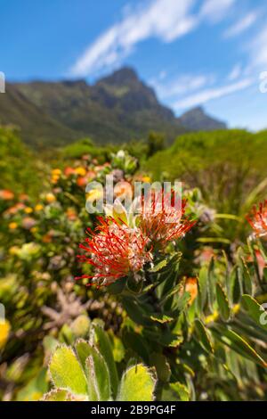 Kirstenbosch National Botanical Garden Capo Occidentale Sud Africa Foto Stock