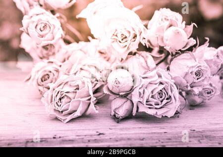 Rosa appassita su sfondo di legno. Rose essiccate su vecchi piatti di legno. Foto Stock