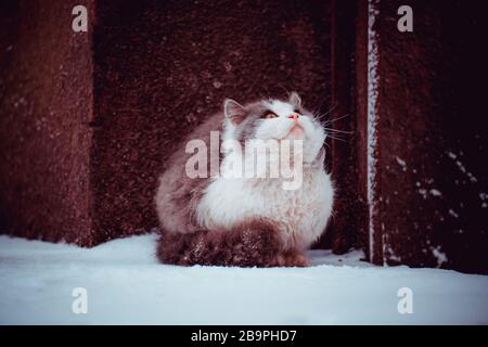 Gatto in natura. Gatto sulla neve in inverno. Bel ritratto di gatto. Il gatto vede la neve in inverno Foto Stock