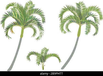 set di alberi di palma vettoriali con clip art trafilati a mano Illustrazione Vettoriale