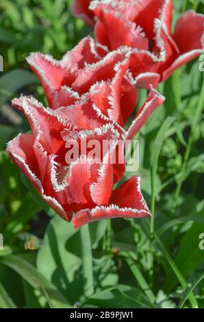 Rosa tulipano fiore Bell canzone con frange bianche ai petali Foto Stock