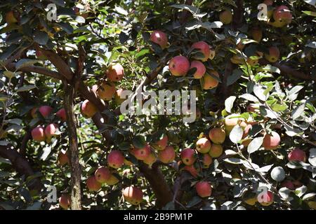 Un lungo colpo di Kashmir Apple Garden o orchidea a Pahalgam Foto Stock