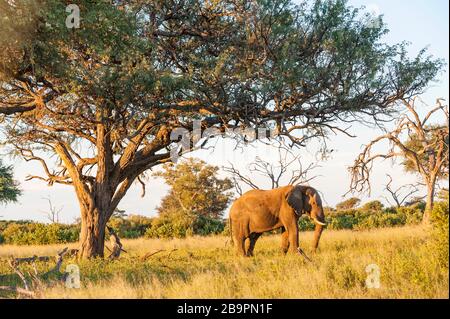 Un grande elefante maschio visto sotto un grande albero Camelthorn nel Parco Nazionale Hwange dello Zimbabwe. Foto Stock