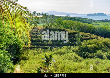 Vista sull'oceano dal punto di vista sull'isola di Ko Yao noi nella baia di Phang-Nga vicino a Phuket, nel sud della Thailandia Foto Stock