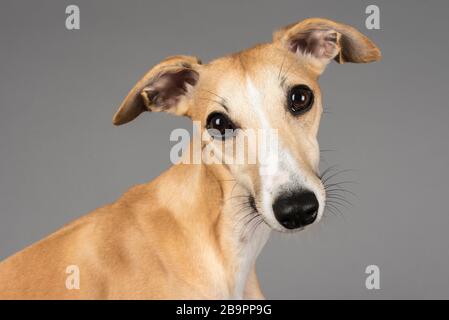 Ritratto di un cane da compagnia nel Regno Unito Foto Stock