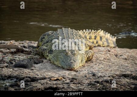 Il coccodrillo del Nilo si trova sulla riva del fiume sotto il sole Foto Stock