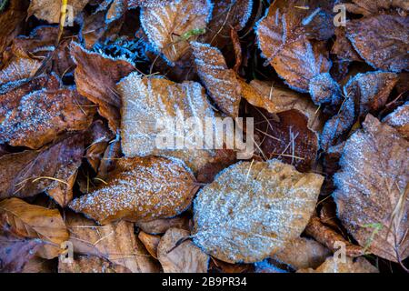 vecchio faggeto autunnale in gelo blu - sfondo piacevole Foto Stock