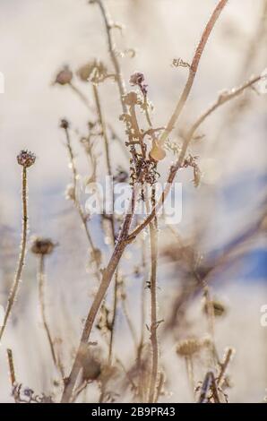 Inverno ghiaccio naturale scena. Impianto Frozenned Frosty Foto Stock