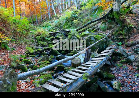 Paesaggio autunnale con ponte in legno su ruscello in foresta Foto Stock