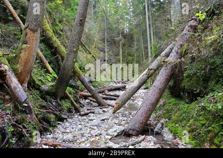 Boschi antichi nella gola di montagna. Percorso nel canyon Slovensky Raj, Slovacchia Foto Stock