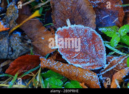 bel fogliame autunnale in gelo blu su erba verde Foto Stock
