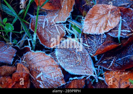 Bellezza autunno foglia in gelo blu a terra. Foto Stock