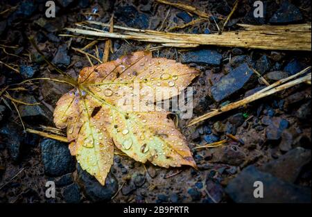 foglia di acero con gocce d'acqua a terra Foto Stock