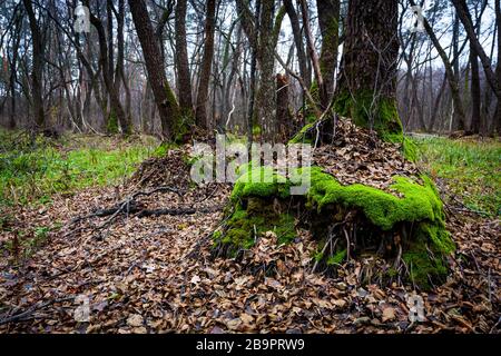 muschio verde su alberi di radice nella foresta di autunno profondo Foto Stock